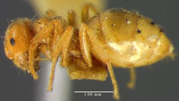 Media type: image; Entomology 21687   Aspect: habitus lateral view